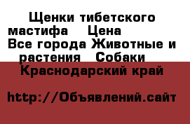 Щенки тибетского мастифа. › Цена ­ 30 000 - Все города Животные и растения » Собаки   . Краснодарский край